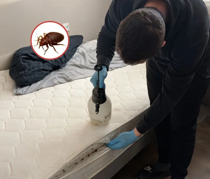 Technicien traitant un matelas contre les punaises de lit à La Roche-Guyon
